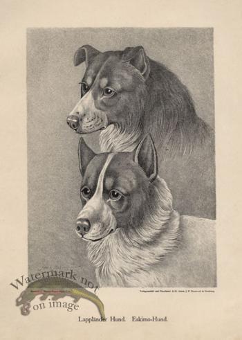 1890s Dogs 07